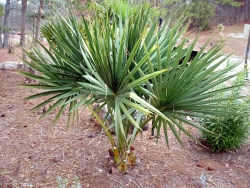 Birmingham Palm (Sabel 'Birmingham')